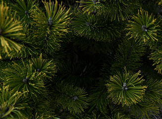 background of coniferous tree
