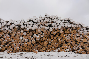Piles of freshly cut logs under the snow, ready to be taken out of the forest.