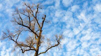 High tree in winter from below. Blue sky and white clouds in the background (Royal Villa gardens, Monza, Italy). With copy-space