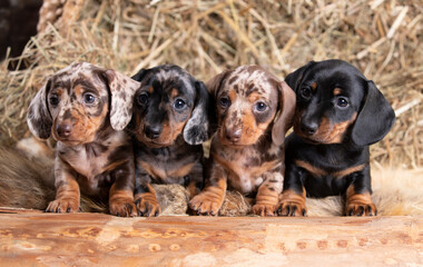 group Dogs dachshunds, puppies of small rabbit dachshunds of different colors, marbled color
