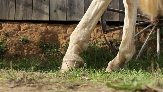 Chevaux