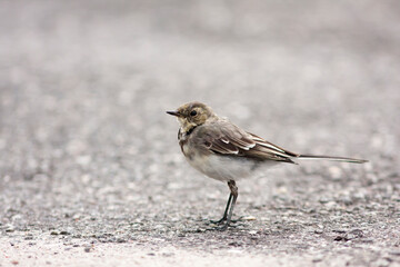 Young white wagtail, Motacilla alba standing alone on the road