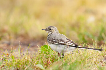 Young white wagtail, Motacilla alba standing in the grass on a sunny day