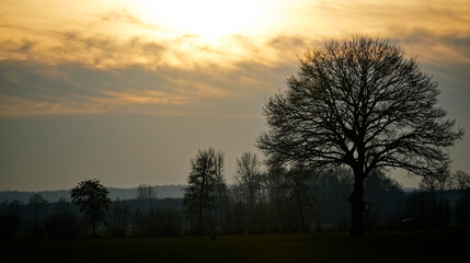 Naklejka na ściany i meble Großer Baum bei Abenddämmerung. Silhouette eines Baums im Winter mit Sonnenuntergang am Abend.