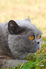 Great British Grey Cat with Yellow Eyes