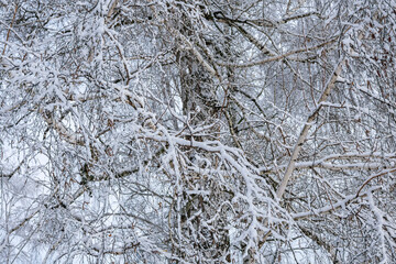 
Old birch trees covered with snow.