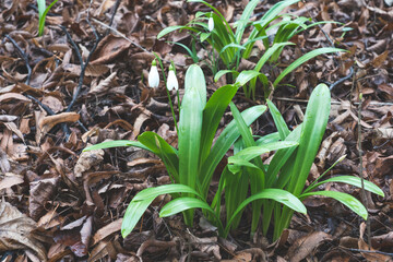 snowdrops, primroses close- up background picture