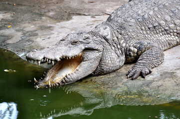 A large alligator in a free-range enclosure