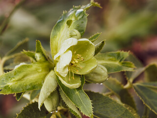 Helleborus argutifolius | Holly-leaved hellebore or Corsican hellebore with green bowl-shaped flowers surrounded of leathery and spiny-thoothed blue-green leaves in late winter