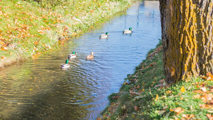 Ducks swimming on the water