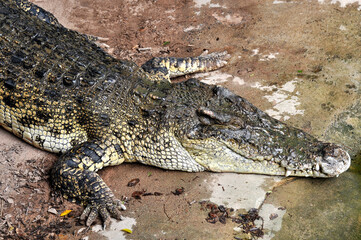 A large alligator in a free-range enclosure