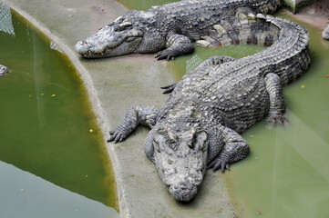 A large alligator in a free-range enclosure