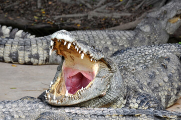 A large alligator in a free-range enclosure