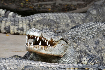 Obraz premium A large alligator in a free-range enclosure
