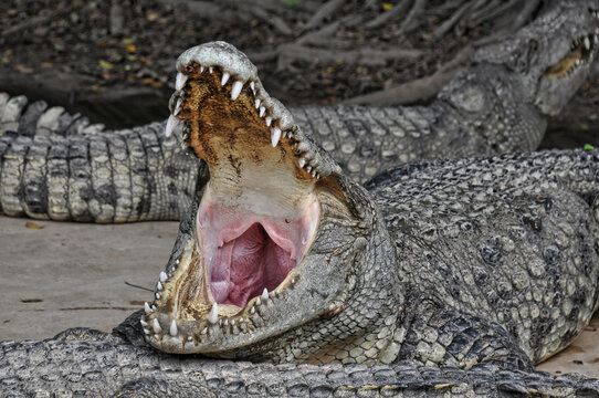 A large alligator in a free-range enclosure