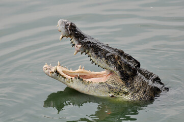 A large alligator in a free-range enclosure