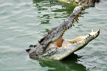 A large alligator in a free-range enclosure
