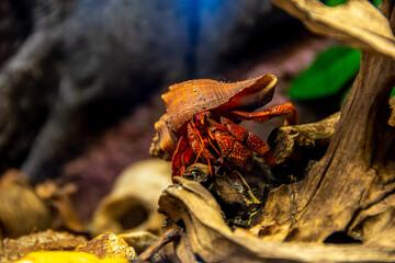 Coenobita perlatus