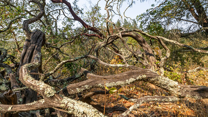 Old, dry, crumpled tree against a blurry forest background, selective focus