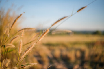 Fototapeta premium The beauty of the grass flowers when the sunlight hits