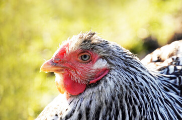 Nahaufnahme eines Huhns. Haustiere auf einem Bauernhof. Geflügelarten für den  Garten.
