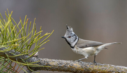 Сrested tit, bird with crest sitting on a spruce tree branch © VitOt