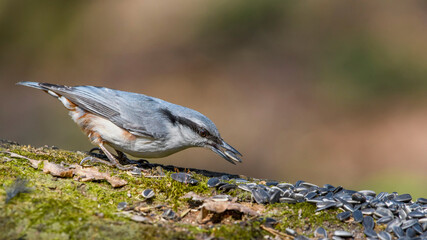 Eurasian Nuthatch siting on a stick