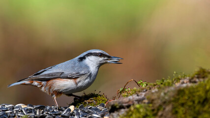 Eurasian Nuthatch siting on a stick