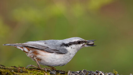Eurasian Nuthatch siting on a stick