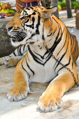 bengal tiger in the enclosure