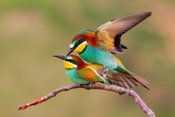 Two european bee-eaters, merops apiaster, mating on a twig in spring nature. Pair of two colorful birds copulating on a branch with blurred background.