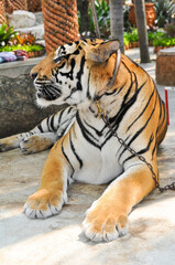 bengal tiger in the enclosure