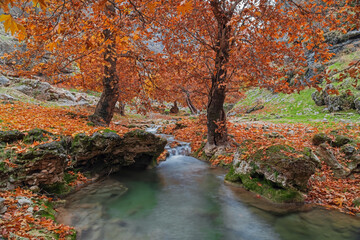 A Pond with Trees in Alka Gorge