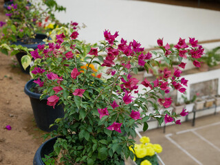 Red bougainvillea