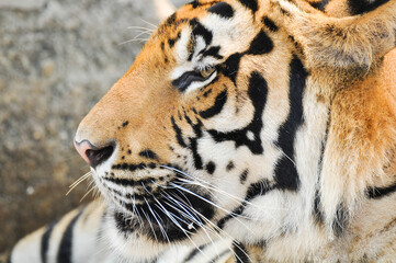 bengal tiger in the enclosure