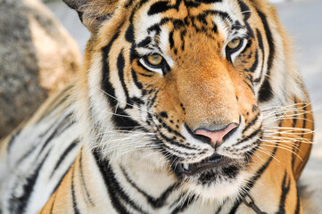 bengal tiger in the enclosure