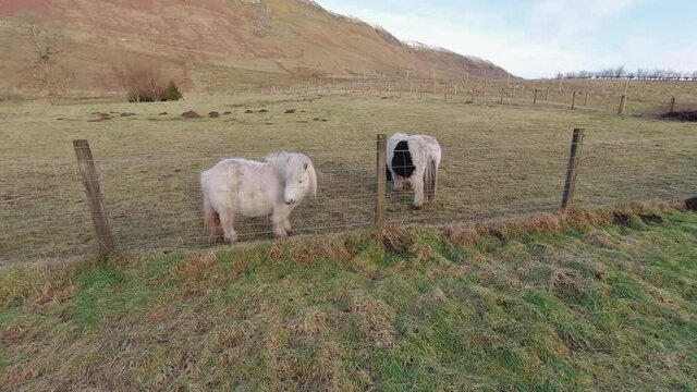 Two Shetland ponies grazing in a field next to a wire fence.