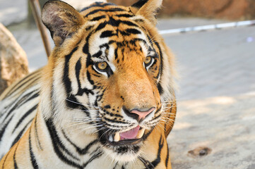 bengal tiger in the enclosure
