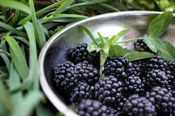 Blackberries in a metal plate on a background of green grass.
