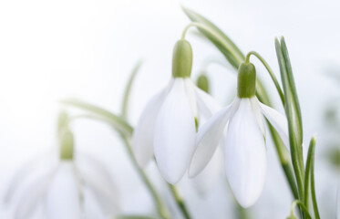 close up of snowdrop flowers under sunlight - spring time flowers	