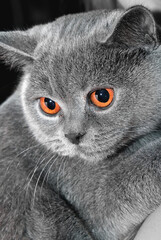 Great British Grey Cat with Yellow Eyes