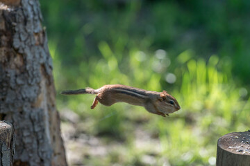 Cheek pouches allow chipmunks to carry food items to their burrows for either storage or consumption
