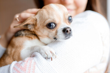 Beautiful woman holding and hug her lovely little smiling dog. Friend of human. Good sunny morning at home. Portraite of cute puppy chihuahua.