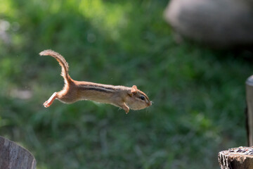 Cheek pouches allow chipmunks to carry food items to their burrows for either storage or consumption