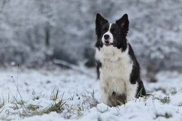 Border Collie Sits in the Snow during Wintertime. Adorable Black and White Dog in Snowy Nature.