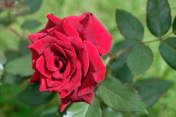 Red rose flower with bright sun light