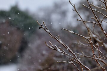 Snowy Twig in the Winter Garden. Snow Falling on Twig during Wintertime.