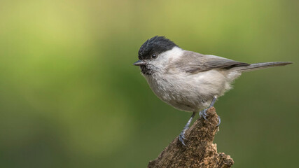 Marsh Tit sitting on a stick. Marsh Tit on a moss.