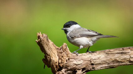 Marsh Tit sitting on a stick. Marsh Tit on a moss.