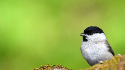Marsh Tit sitting on a stick. Marsh Tit on a moss.